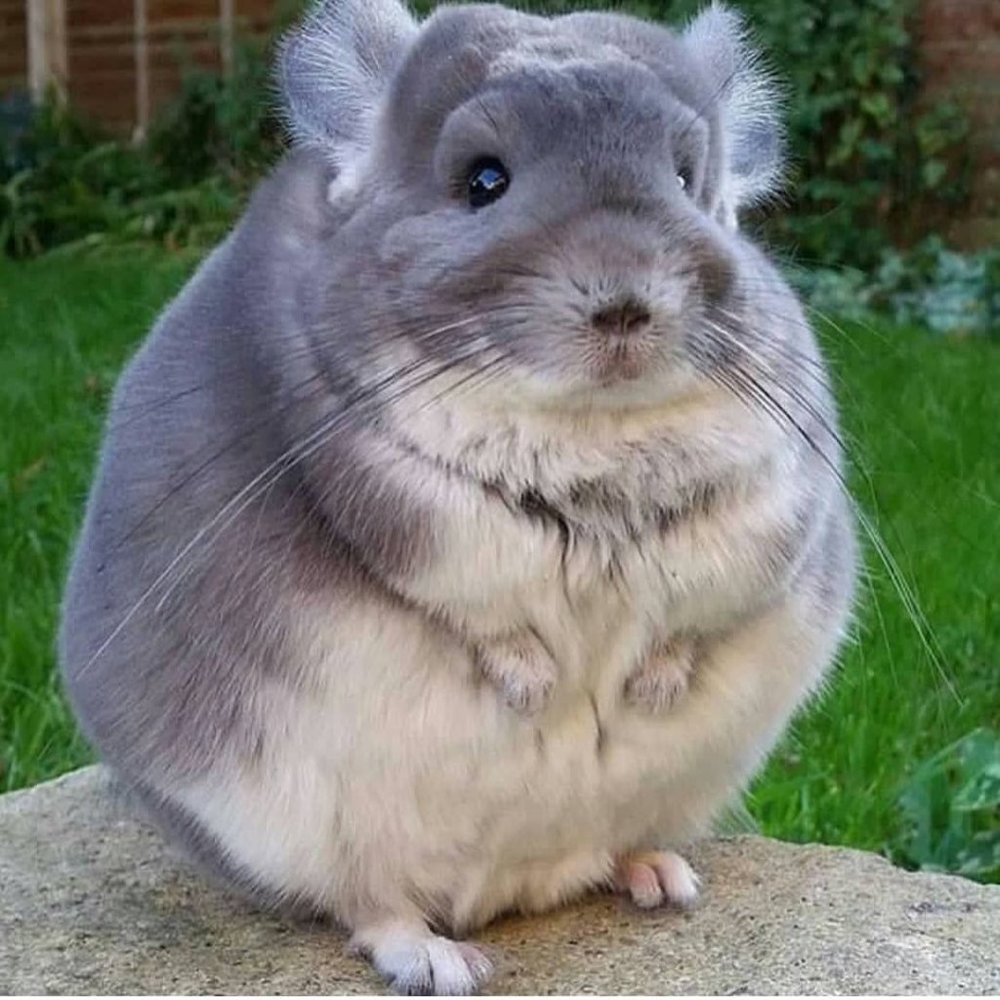 Meet the Chinch!